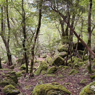 苔の世界②