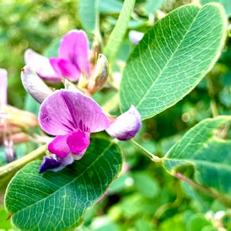 マルバハギ（丸葉萩)
         マメ科ハギ属

　マルバハギは花序が葉より短く葉の間に花が密に咲いているように見えます