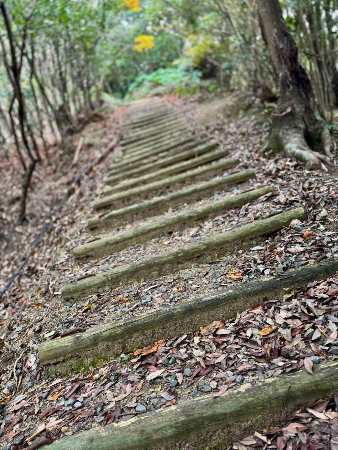どこまでも続く階段地獄⤴︎⤴︎