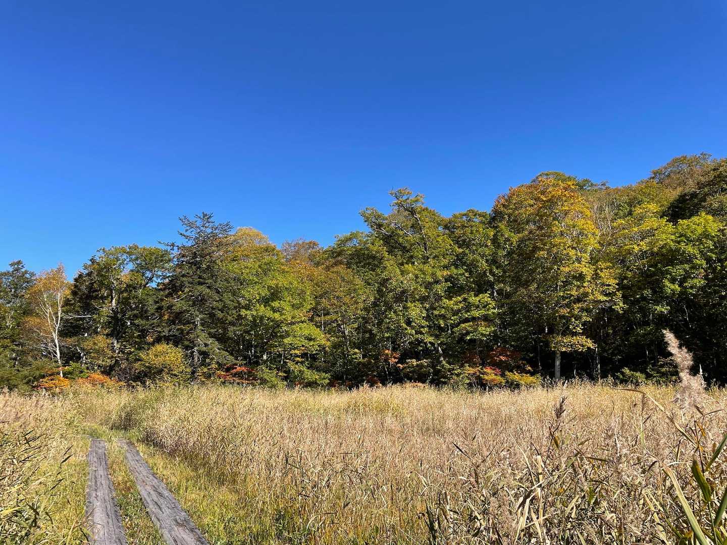 少し紅葉し始めてる感じかな🍁