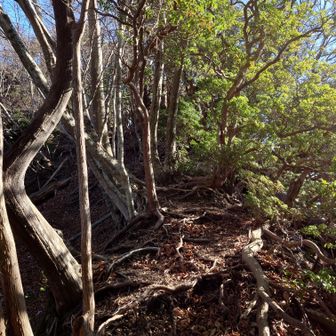 水無ノ頭山頂へのアプローチ