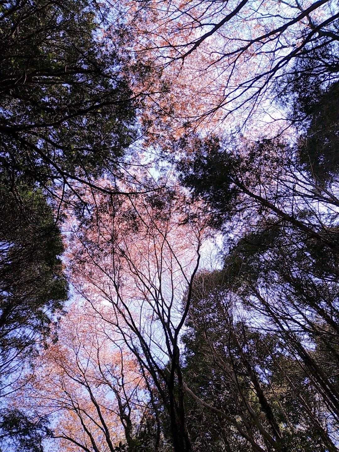 散りゆく桜吹雪がところどころで
見上げれば山桜🌸