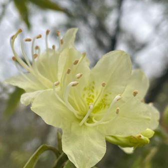 1割くらいの咲き具合かな。
ヒカゲツツジです。