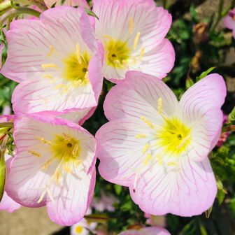 モモイロツキミソウ