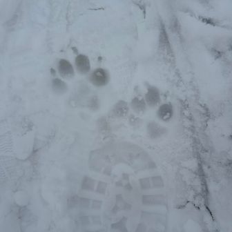 ワンちゃん🐶達も途中まで登りました🐾