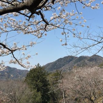 桜越しの晃石山