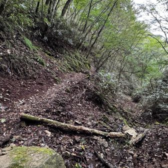 道が結構狭くなっています
慎重に歩かないとね