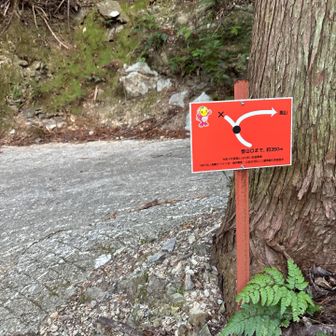 登山口までは林道めいたところを🚶‍♂️