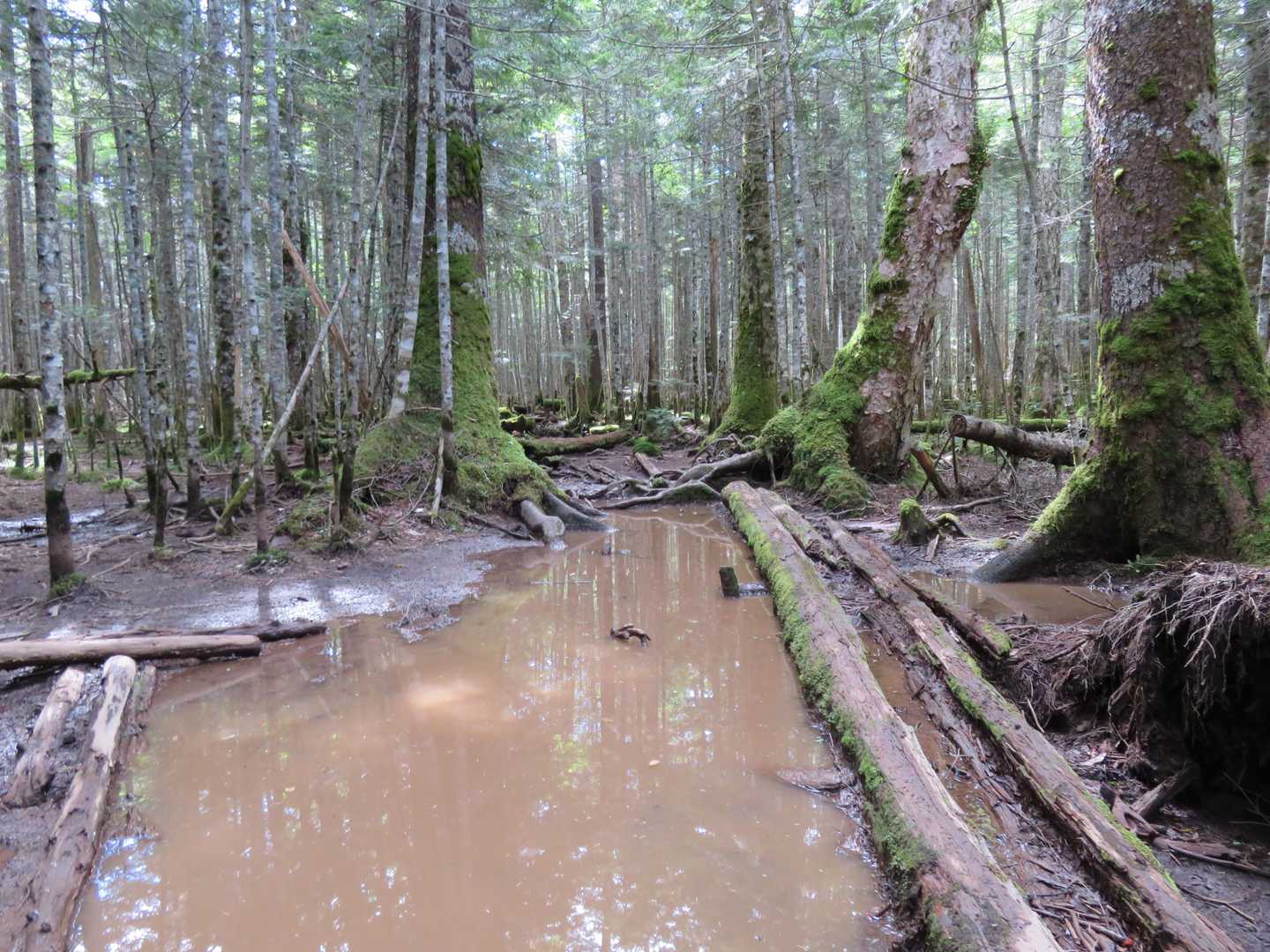 水たまりや滑る丸太、要注意⚠️