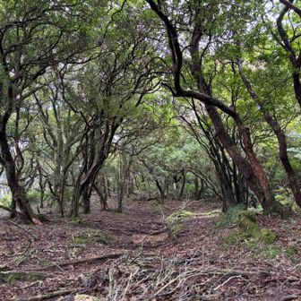 アケビのトンネルに張っている🕸️を壊しながらズンズン進む。