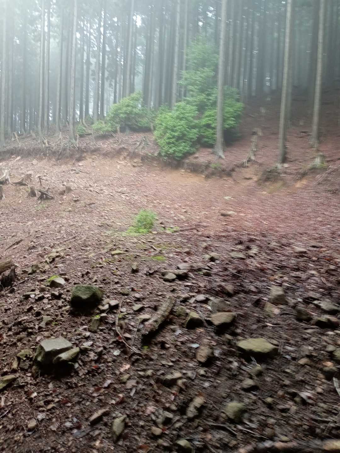 左側は杉林で切り出されているのは、林道を作って、切り出したのでしょう😊