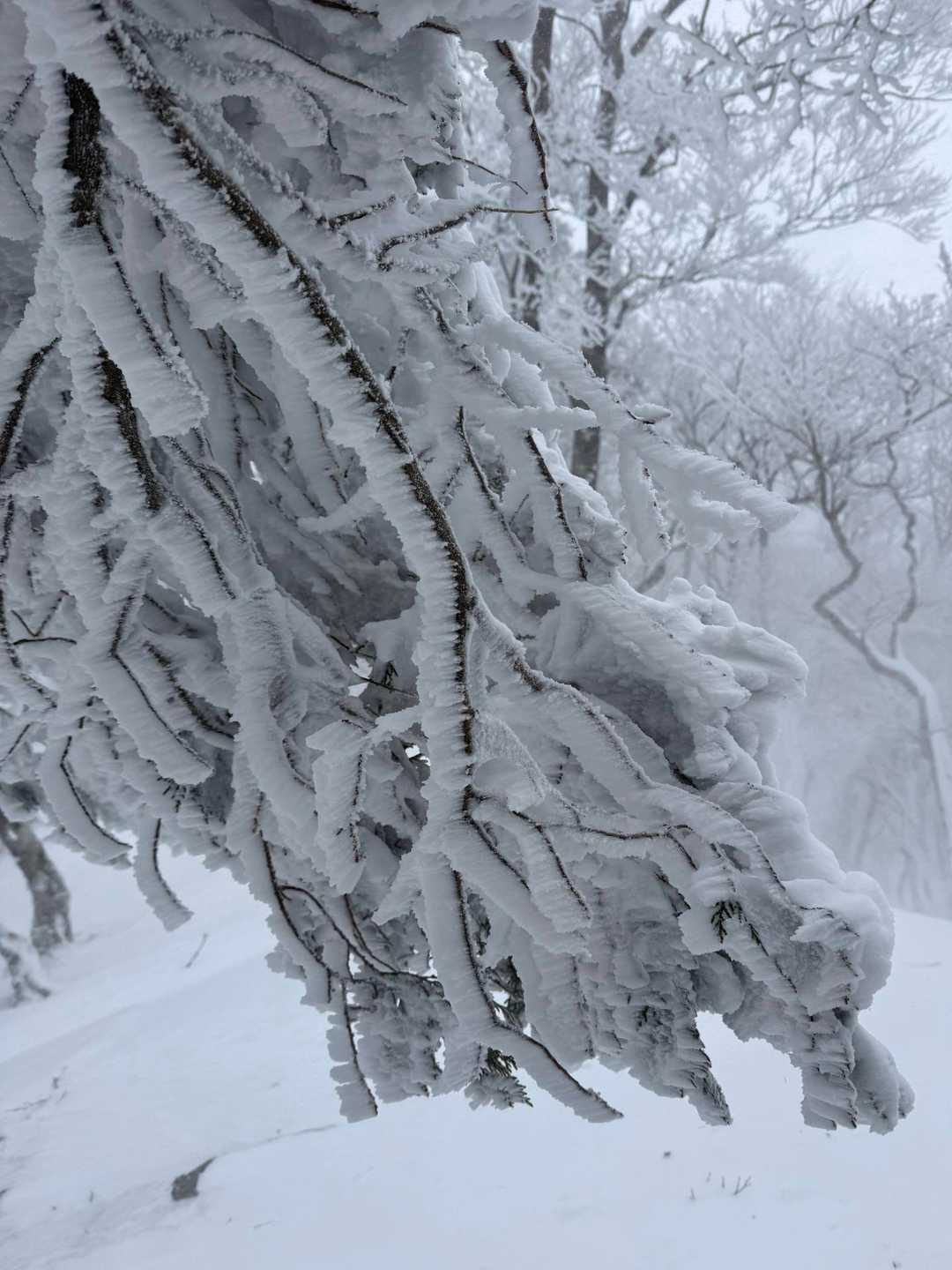 スマホ❄️にはカイロが良いらしい？

次の極寒で試そう。。
いつなのかは知らんけど。