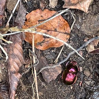 糞に群がる虫、糞転がし？？