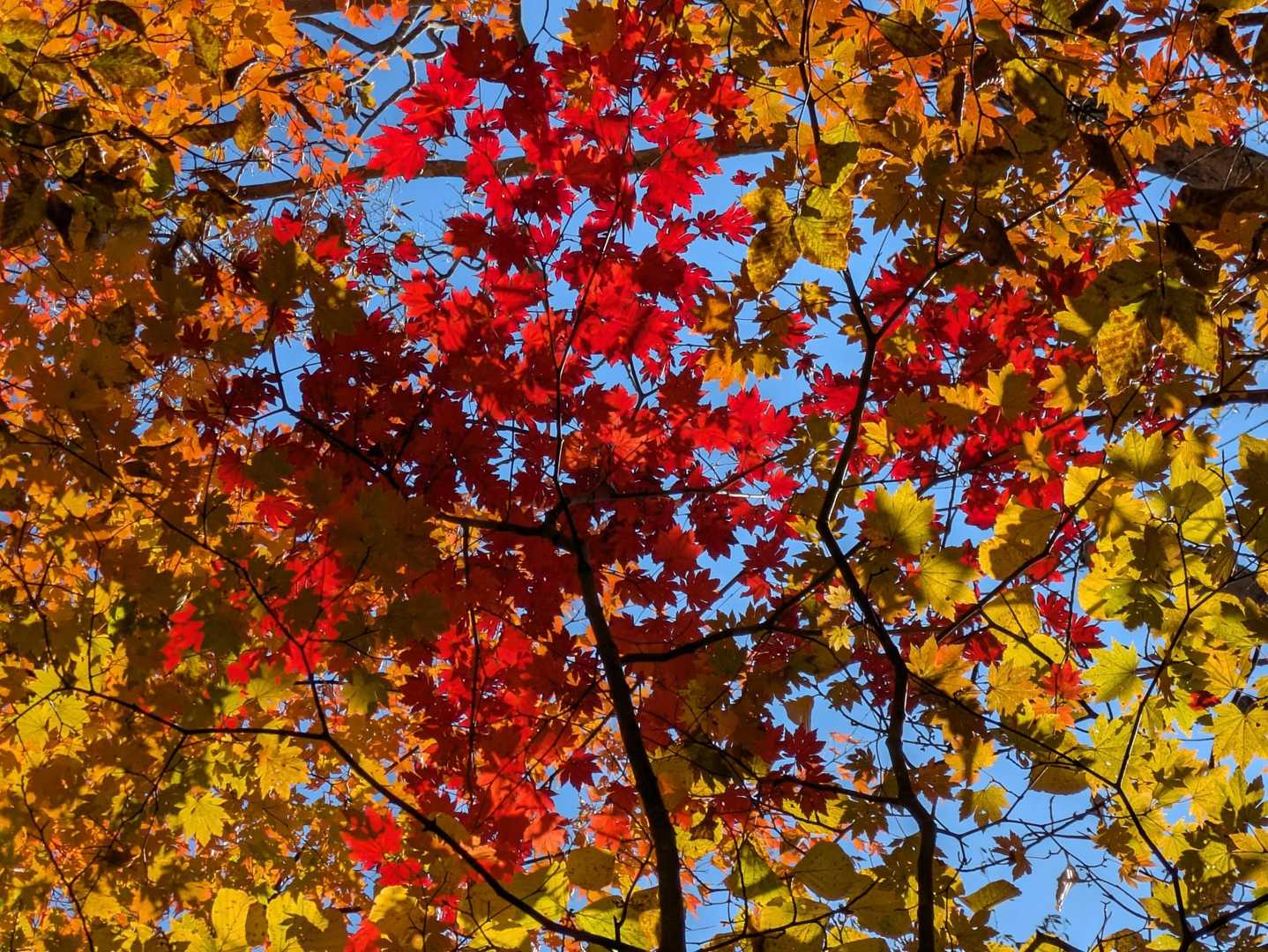 🍁😍🍁😍🍁