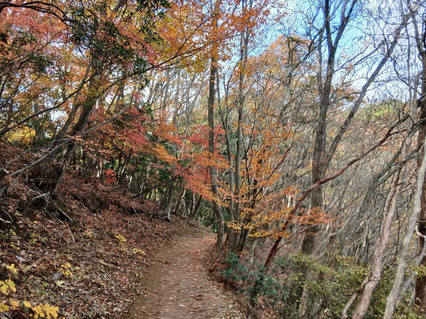 歩きやすい岩茸石山への稜線の道