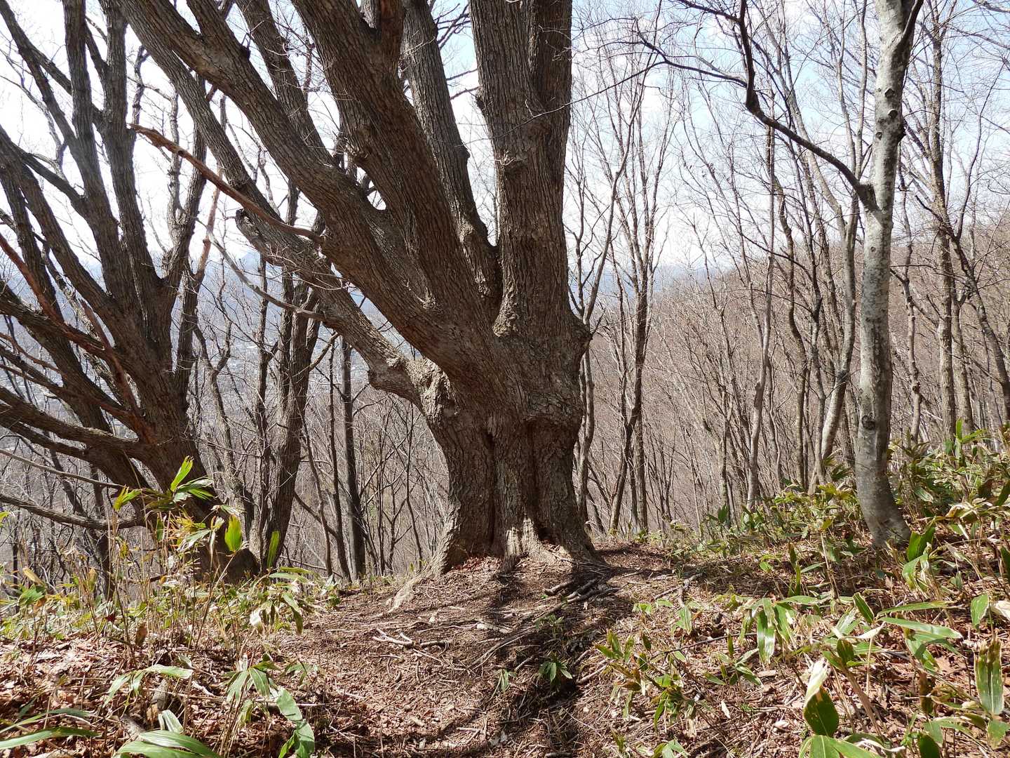 大楢NO.2も踏み跡きっちり付いて、立ち寄られてるみたい