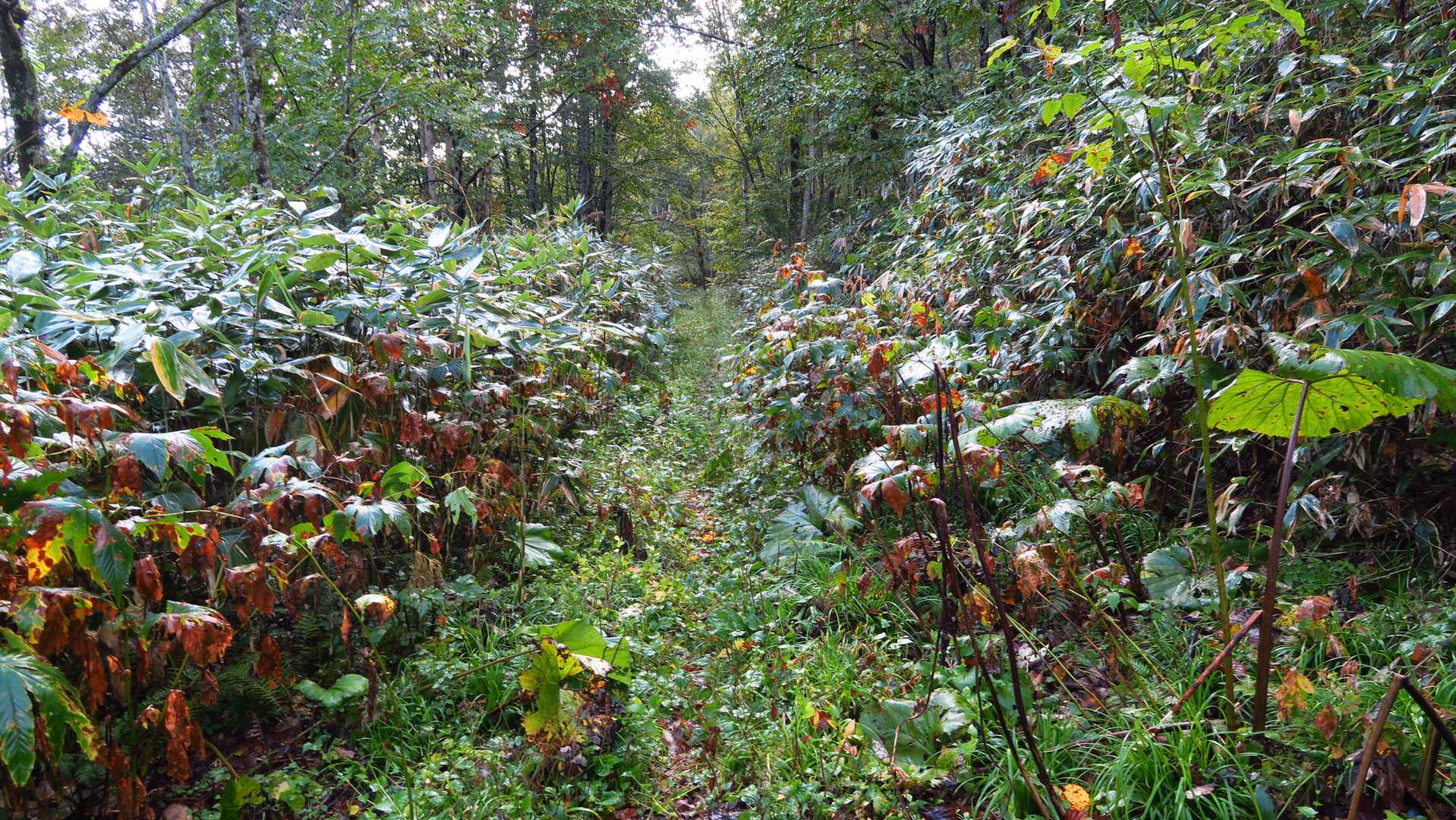 長万部岳登山口-長万部岳 往復コースの写真