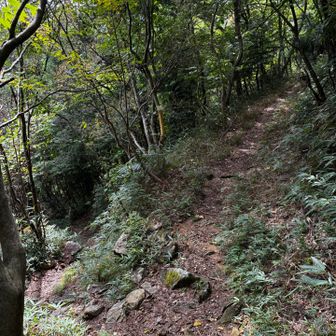この分岐点を右に行くともう一方の登山口へ降りる