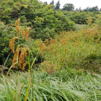 稲🌾？アブラガヤと言うんですねぇ～
