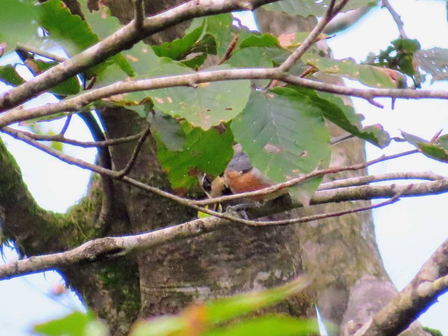 
唯一、チラッとだけ撮れた鳥はヤマガラ🐦️
芋虫をペシペシしてました😆
