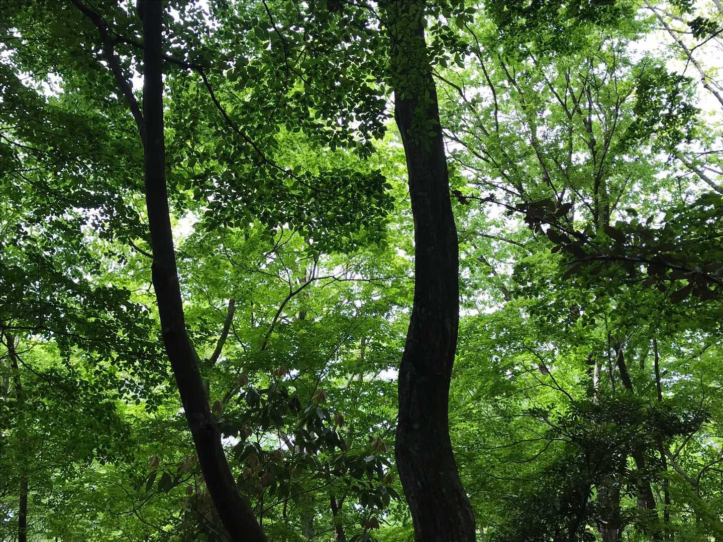 グリーンのシャワーを浴びてるみたい🍃
…感動している私の後ろで主人が「だから蘇武岳連れて行っちゃるって。もっと広大なブナ林が…」とかなんとか言っている…
