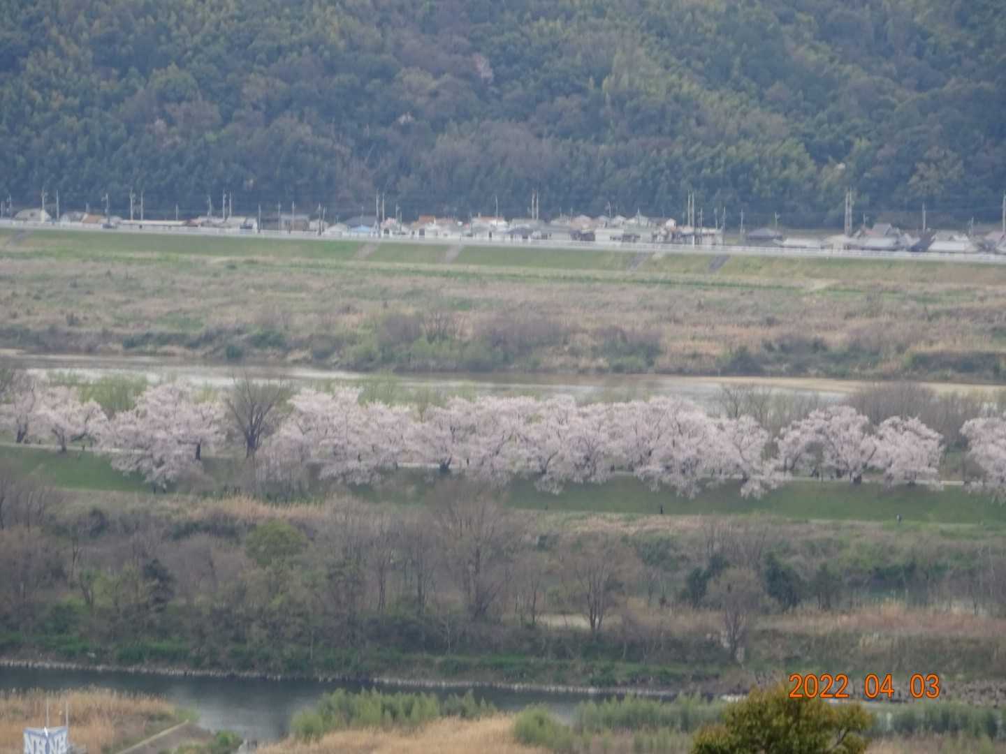 八幡の背割り桜