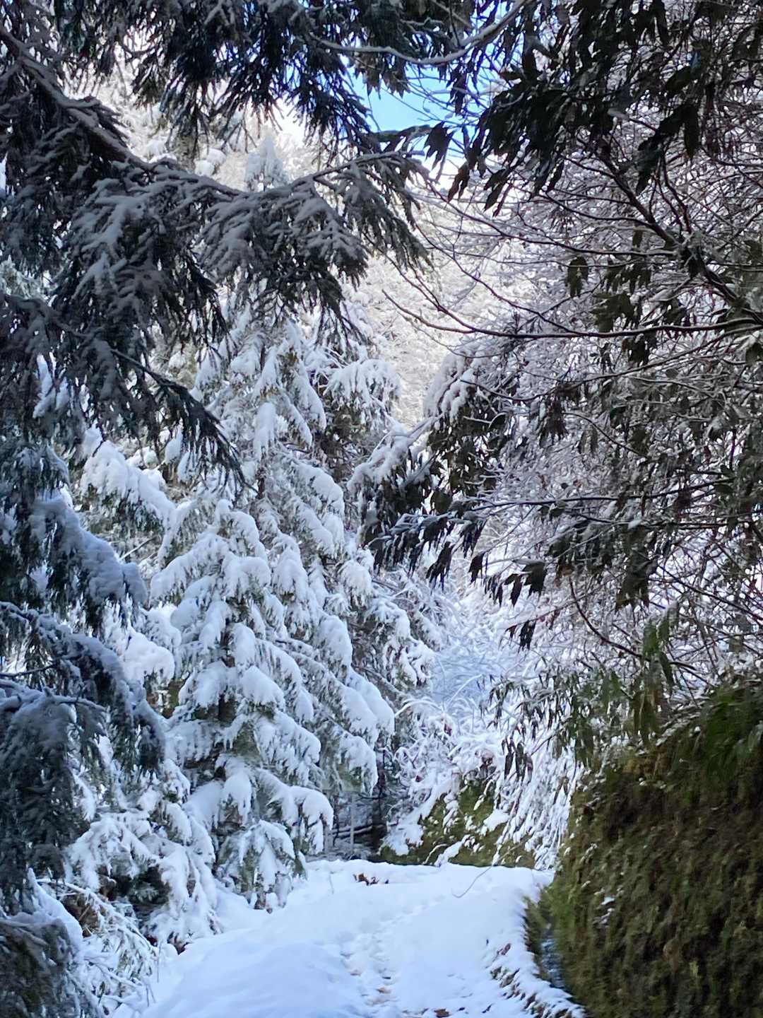 きれいな雪景色