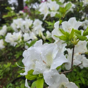 雨に濡れた白いツツジもいいですね😌