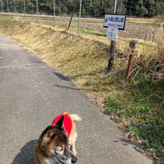 ここで車道から入っていきます。
