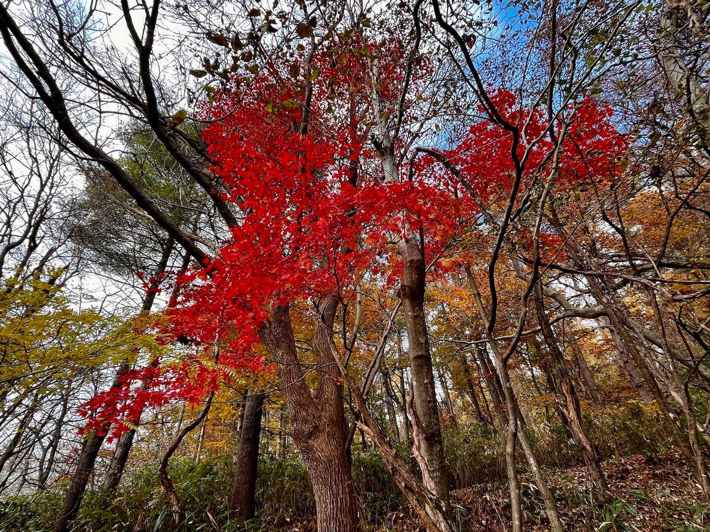 紅葉🍁