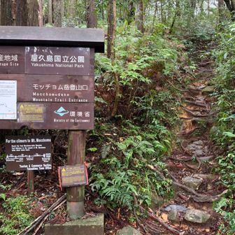 登ります。
途中で一昨日の愛子岳でお会いした熊本の方々と再び遭遇😄万代杉らへんで雨がひどく引き返したとのことでした。私も3日続けて雨に打たれる運命かもしれません…☂️