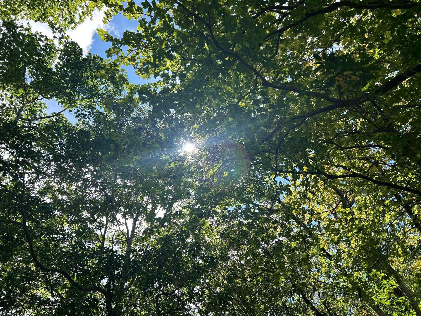尾根も近づいてきて、緑とお日様が気持ちいい☀️