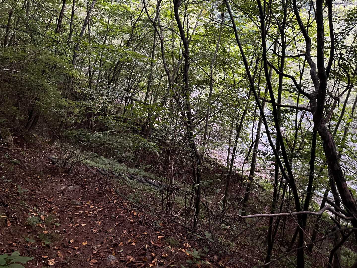 擬木の階段があります。
下りきったら下流方向へ数十ｍ移動。