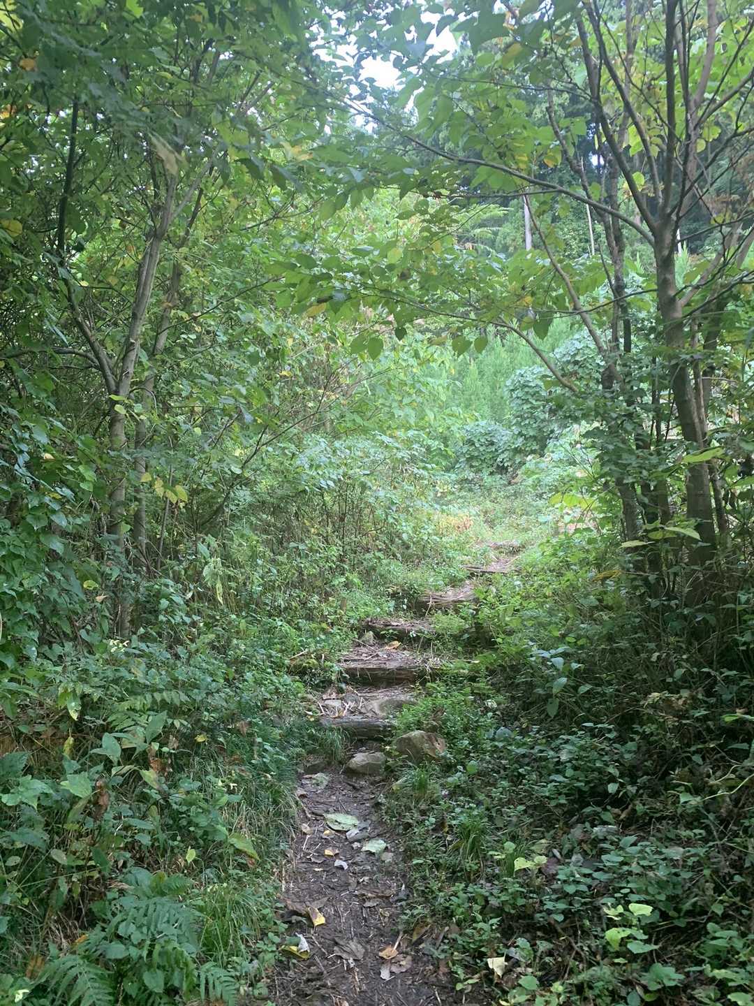 角田山（五りん石登山口）<五りん石コース>の写真