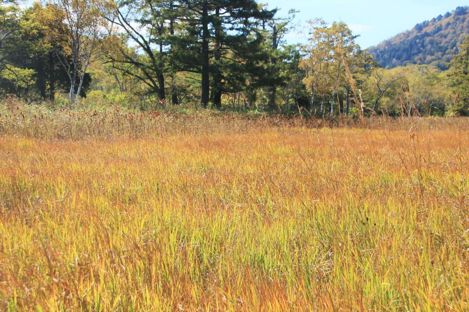 鳩待峠近くの草紅葉はまだ少し緑が混ざってるところも✨