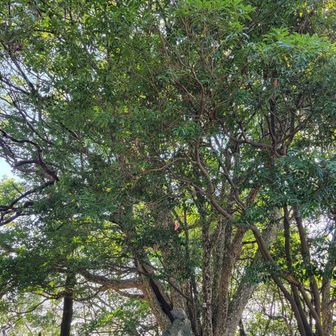 ケルンがたくさんにありました💚皆様の思いがつまっていますね💛そして登山者のかたの道標なんだそうですよ❤