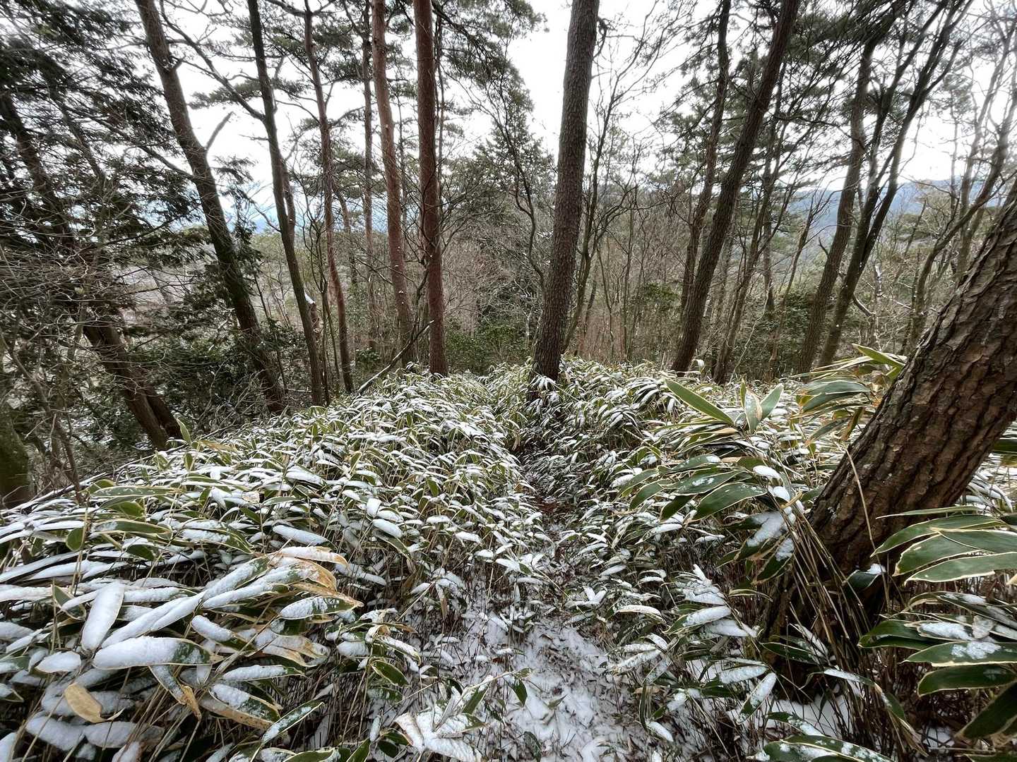 加えて、薄い雪と落ち葉で滑り、尻もちをつきました。注意⚠️