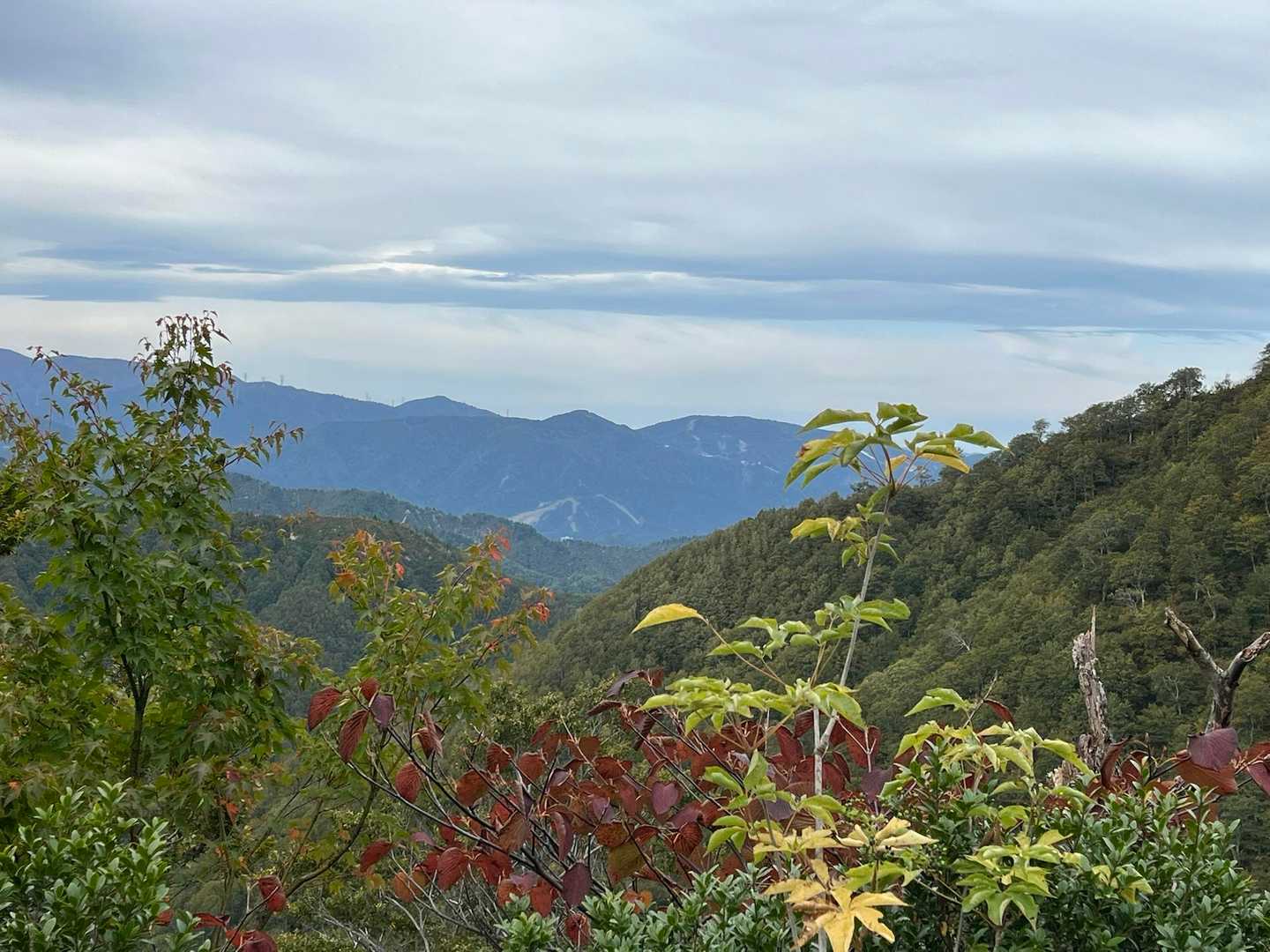 紅葉も出てきました