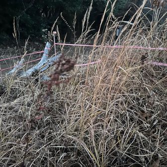 吾亦紅はもう見当たらない