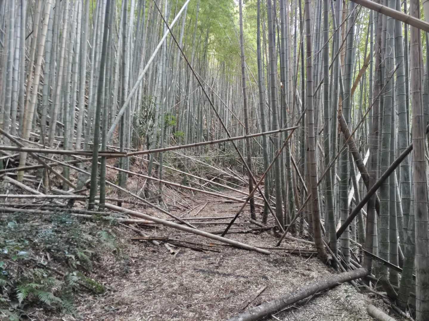 大津山への道はこんな感じ
