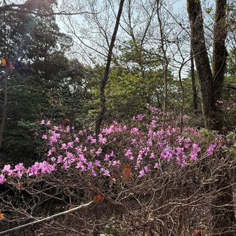 ピーク付近に綺麗に咲いてました✨