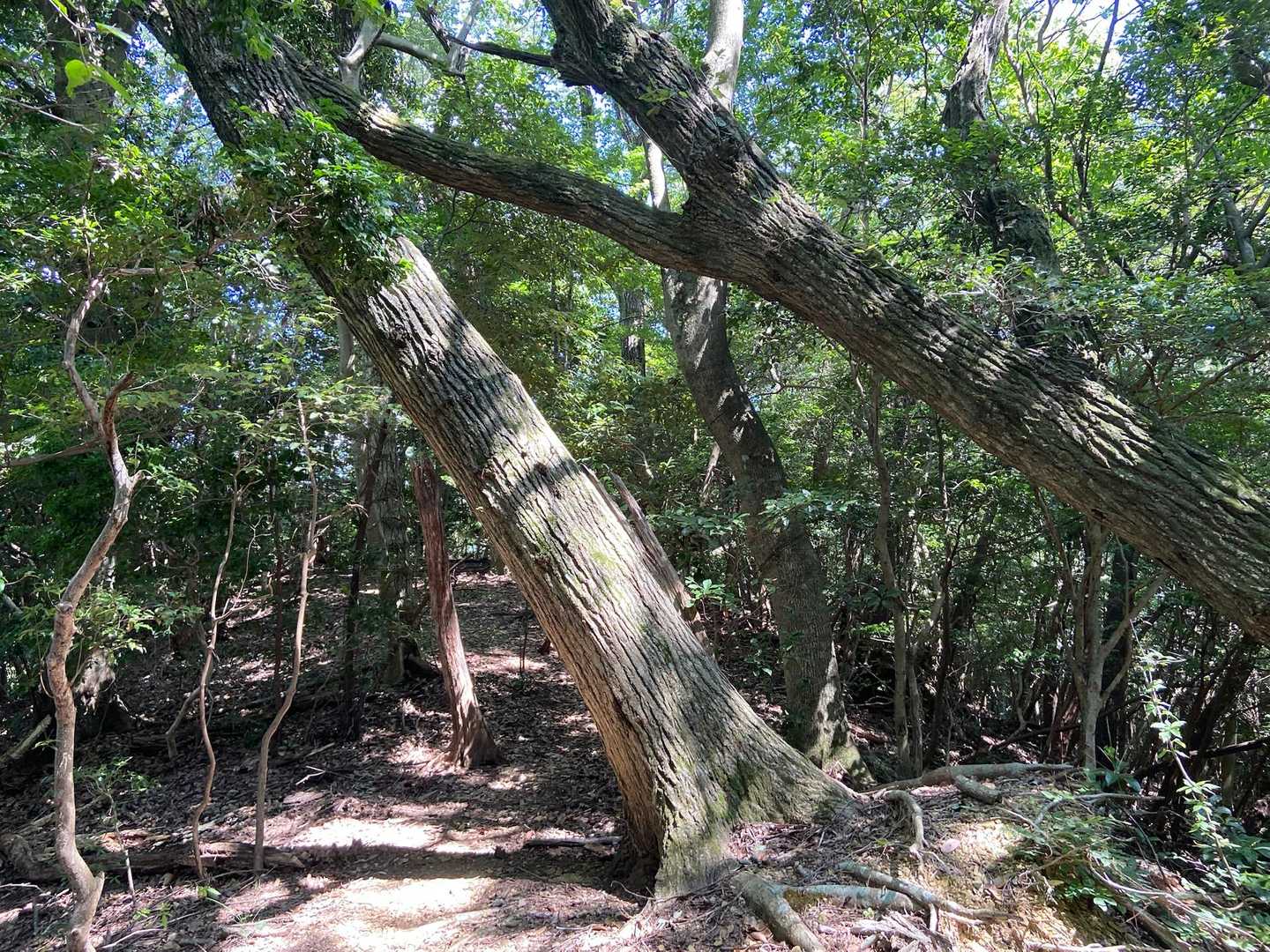 倒れかかった木を支える倒れそうな木🪾