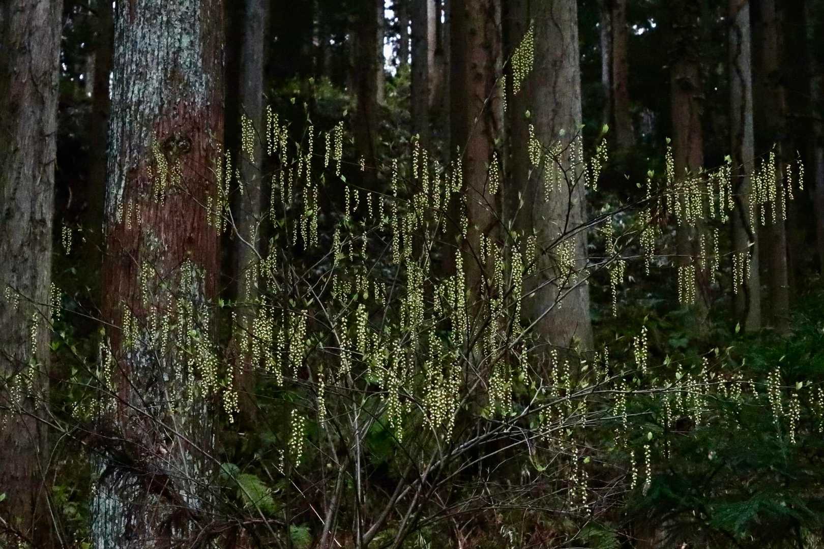 薄暗い杉林にキブシが蛍光のようです