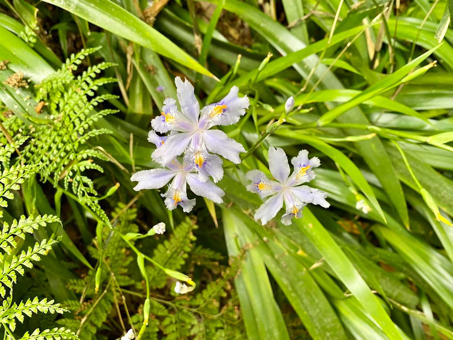 シャガの花。