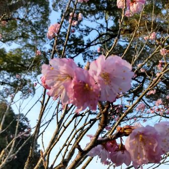 可愛く咲いてます✨
この桜🌸『彬姫桜』は彬子女王殿下が令和４年に献桜されたものだそうです。