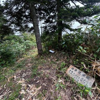 苗場山への分岐西赤沢源頭