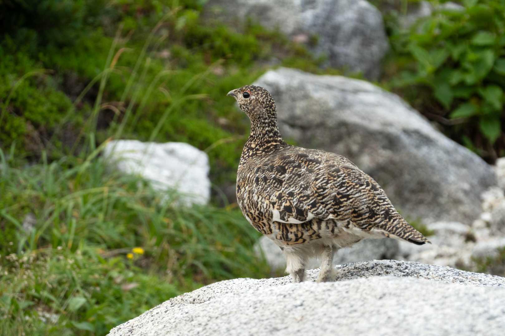 この雷鳥家族、誰も足に輪がついていない。もしかして野生？