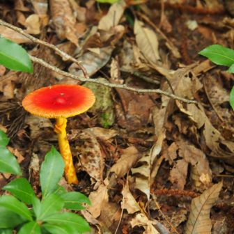 三重県側のからは見つけられなかったので
滋賀県側に下山

やっぱりこっちにいました🍄
が、コロンとした子はいなかったです