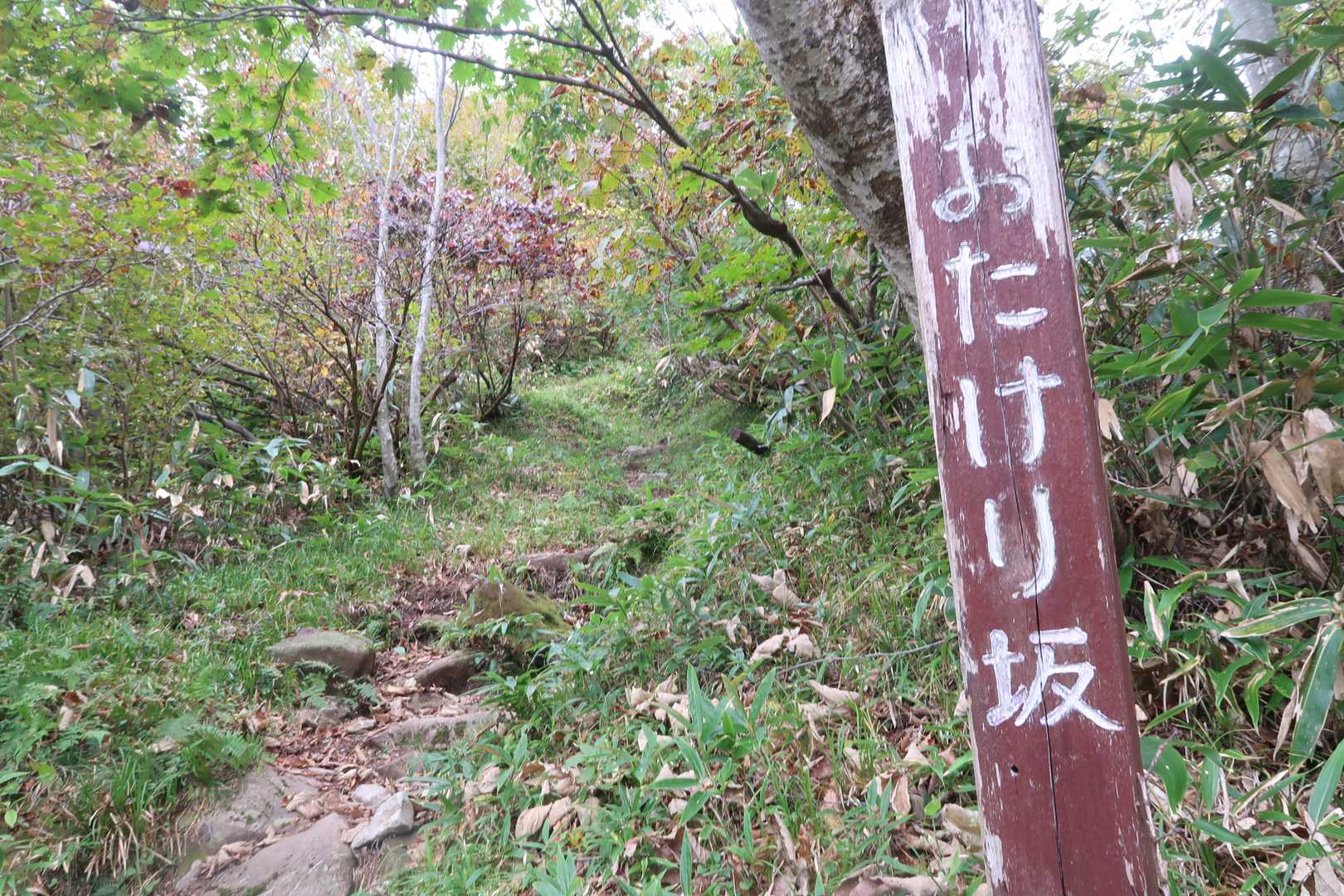 ここから再び急登