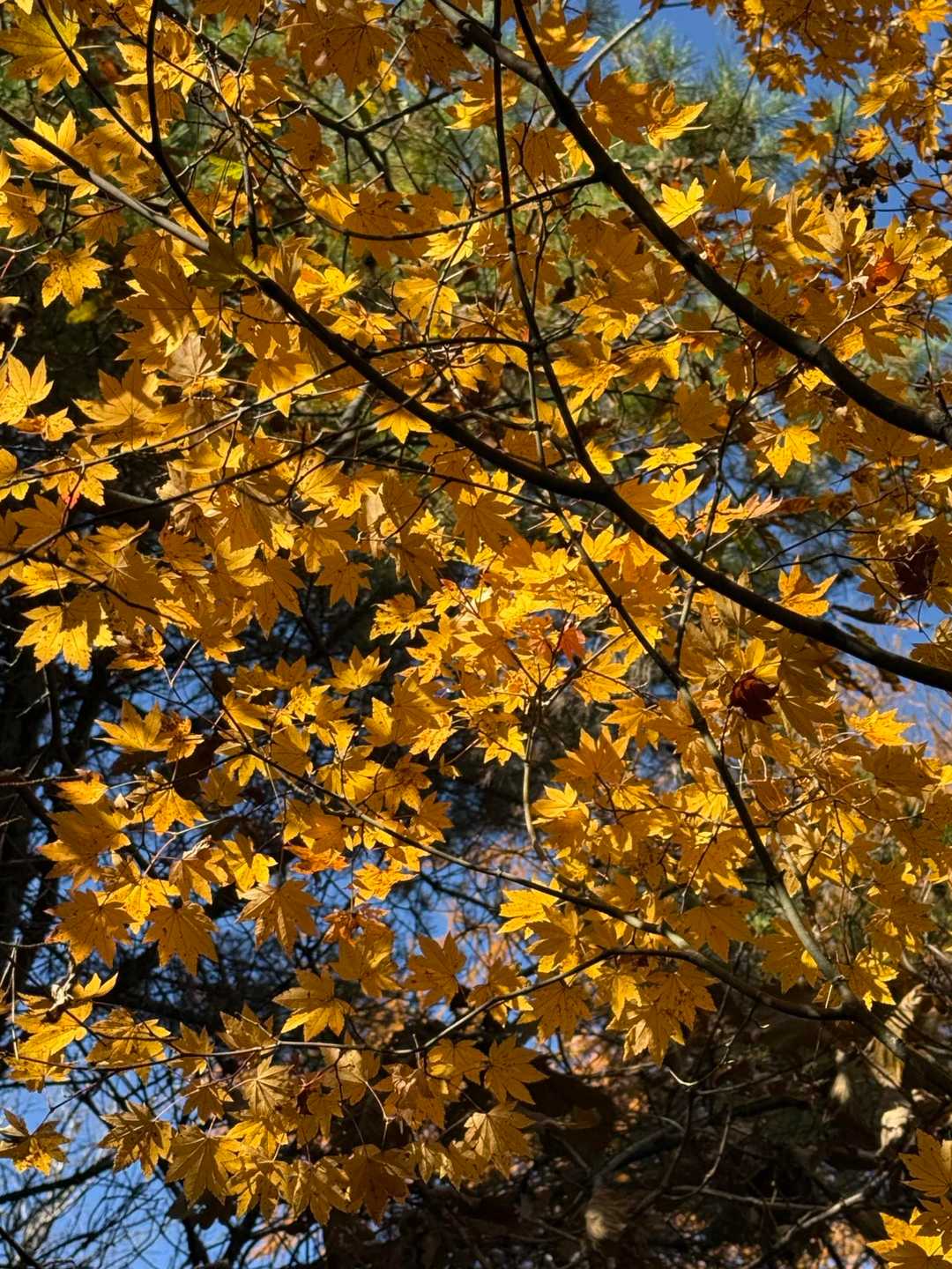 🍁